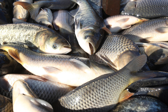 1698649099415938.jpg 淡水魚.jpg